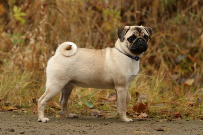 pug